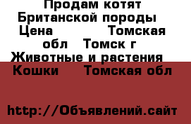 Продам котят Британской породы › Цена ­ 1 000 - Томская обл., Томск г. Животные и растения » Кошки   . Томская обл.